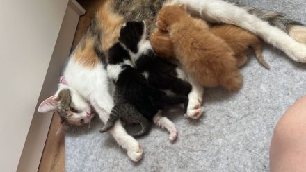 Babykatzen glückskatzen