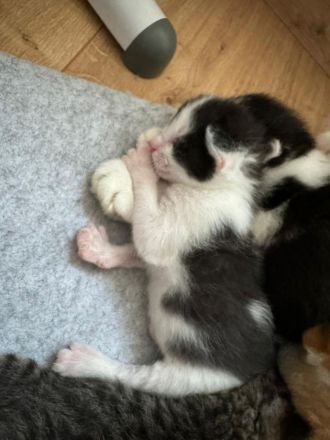 Babykatzen glückskatzen