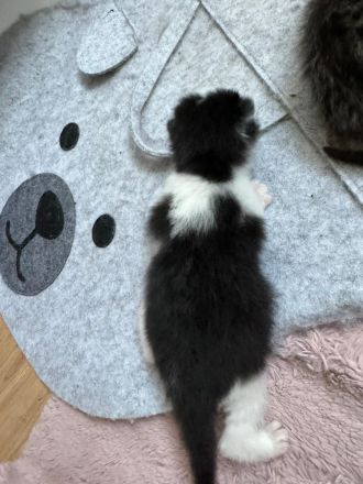 Babykatzen glückskatzen