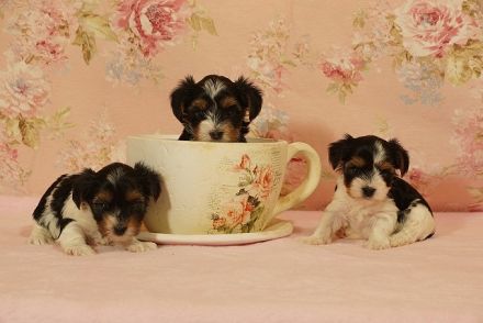 Entzückende Biewer Yorkshire Terrier suchen Ihren Lieblingsmenschen