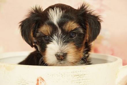 Entzückende Biewer Yorkshire Terrier suchen Ihren Lieblingsmenschen