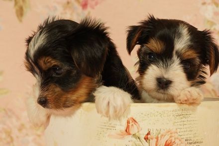 Entzückende Biewer Yorkshire Terrier suchen Ihren Lieblingsmenschen