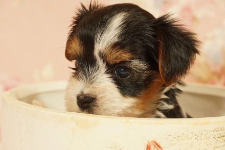 Entzückende Biewer Yorkshire Terrier suchen Ihren Lieblingsmenschen