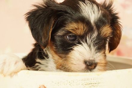 Entzückende Biewer Yorkshire Terrier suchen Ihren Lieblingsmenschen