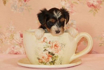 Entzückende Biewer Yorkshire Terrier suchen Ihren Lieblingsmenschen