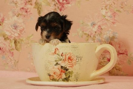 Entzückende Biewer Yorkshire Terrier suchen Ihren Lieblingsmenschen