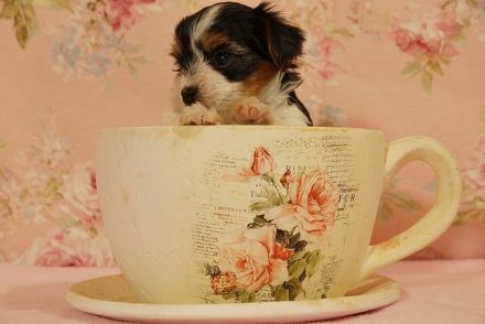 Entzückende Biewer Yorkshire Terrier suchen Ihren Lieblingsmenschen