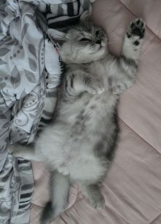 BKH Kitten mit artgerechtem Kratzbaum