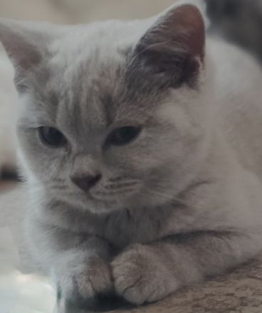 BKH Kitten in lilac und blue alte britische Linie Stammbaum