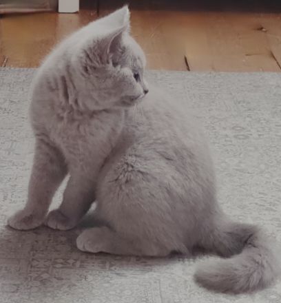 BKH Kitten in lilac und blue alte britische Linie Stammbaum