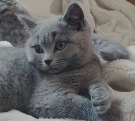 BKH Kitten in lilac und blue alte britische Linie Stammbaum