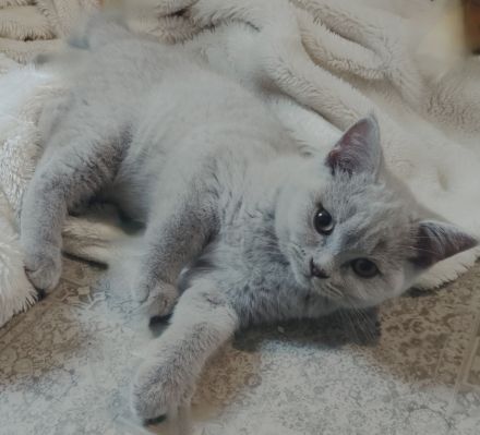 BKH Kitten in lilac und blue alte britische Linie Stammbaum