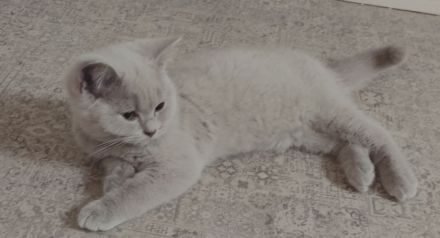 BKH Kitten in lilac und blue alte britische Linie Stammbaum