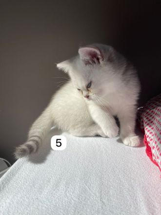 5 BKH Kitten reinrassig