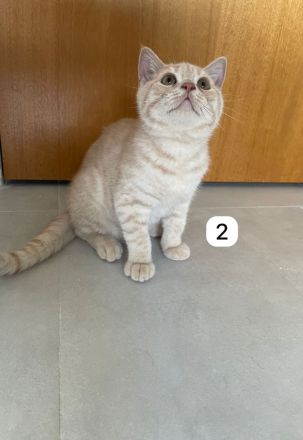 5 BKH Kitten reinrassig