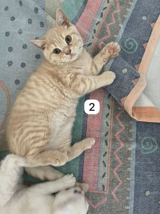 5 BKH Kitten reinrassig