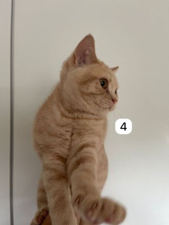 5 BKH Kitten reinrassig