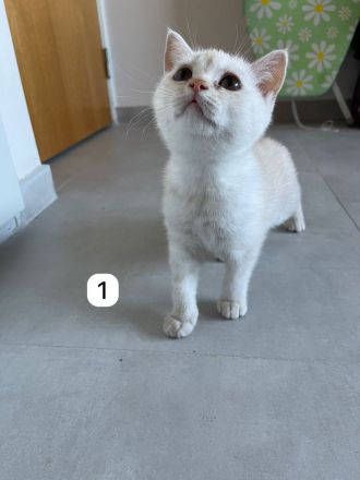 5 BKH Kitten reinrassig