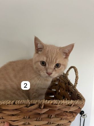 5 BKH Kitten reinrassig