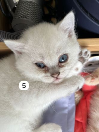 5 BKH Kitten reinrassig