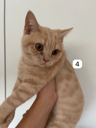 5 BKH Kitten reinrassig