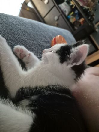 12 Wochen alter Kater sucht neues Zuhause