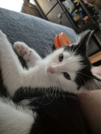 12 Wochen alter Kater sucht neues Zuhause