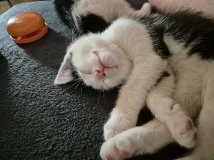 12 Wochen alter Kater sucht neues Zuhause