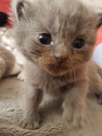 Bkh kitten