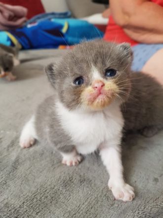 Bkh kitten