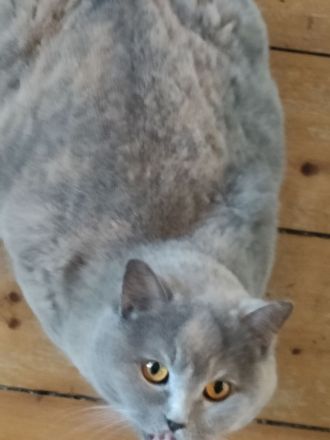 BLH Kitten, lilac und blue, alter exzellenter Stammbaum