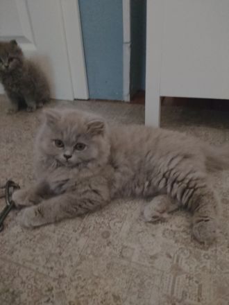 BLH Kitten, lilac und blue, alter exzellenter Stammbaum