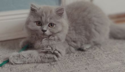 BLH Kitten, lilac und blue, alter exzellenter Stammbaum