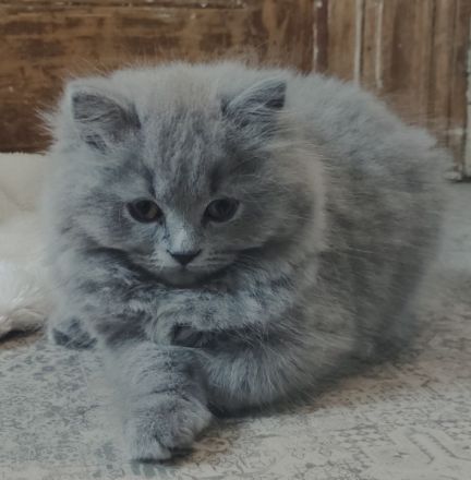 BLH Kitten, lilac und blue, alter exzellenter Stammbaum