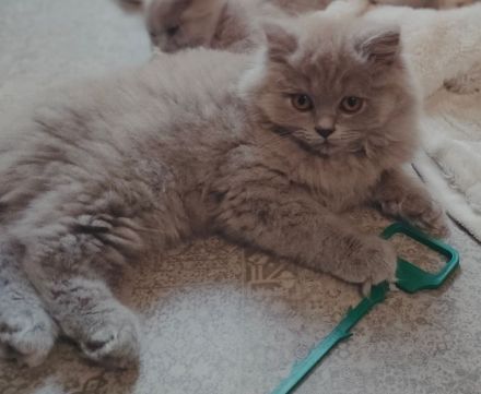 BLH Kitten, lilac und blue, alter exzellenter Stammbaum