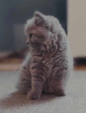 BLH Kitten, lilac und blue, alter exzellenter Stammbaum