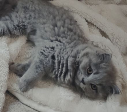 BLH Kitten, lilac und blue, alter exzellenter Stammbaum