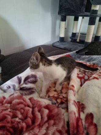 3 Baby Kitten Kater suchen zuhause