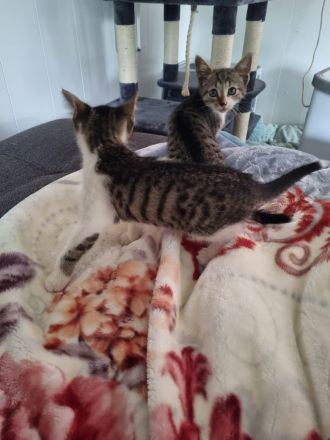 3 Baby Kitten Kater suchen zuhause