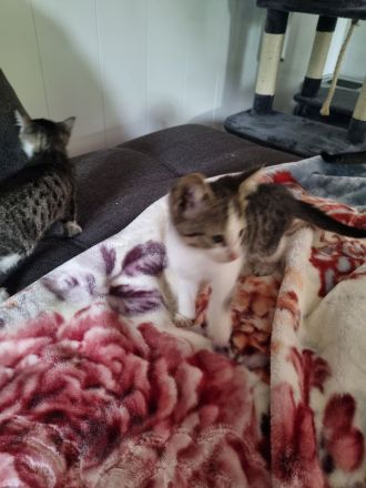 3 Baby Kitten Kater suchen zuhause