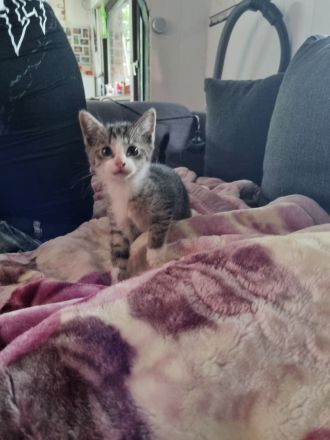 3 Baby Kitten Kater suchen zuhause