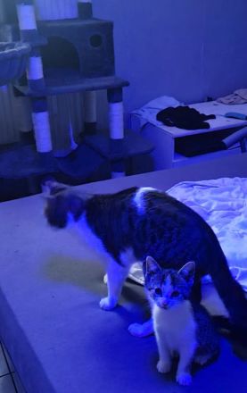 3 Baby Kitten Kater suchen zuhause