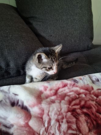 3 Baby Kitten Kater suchen zuhause