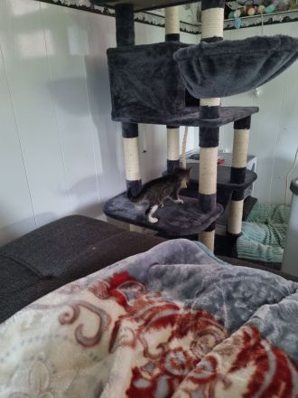 3 Baby Kitten Kater suchen zuhause