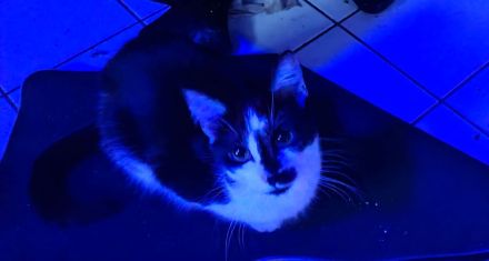 3 Baby Kitten Kater suchen zuhause