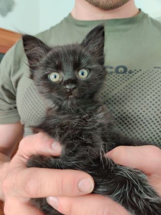 DEVON REX meets Britisch Kurzhaar Fell weich wie ANGORA
