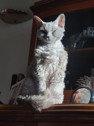 DEVON REX meets Britisch Kurzhaar Fell weich wie ANGORA