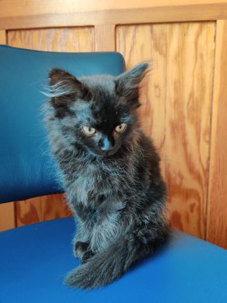 DEVON REX meets Britisch Kurzhaar Fell weich wie ANGORA