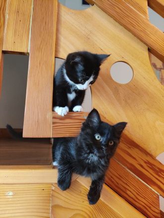 DEVON REX meets Britisch Kurzhaar Fell weich wie ANGORA