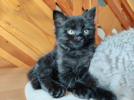 DEVON REX meets Britisch Kurzhaar Fell weich wie ANGORA